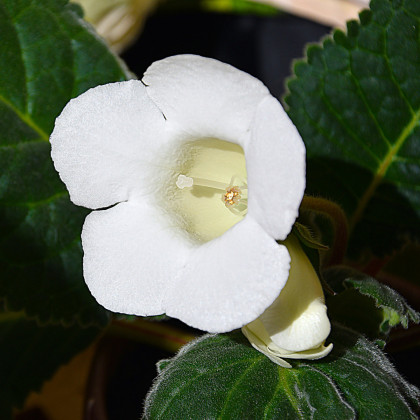 Gloxiníe Mont Blanc - Sinningia - hlízy gloxínie - 1 ks