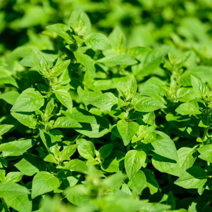 Oregano Paula - Origanum vulgare - semena oregana - 150 ks