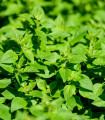 Oregano Paula - Origanum vulgare - semena oregana - 150 ks