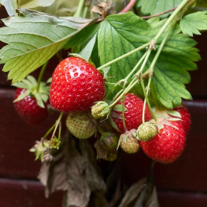 Jahodnik Korona - Fragaria ananassa - sadzonki truskawek z odkrytym korzeniem - 3 szt.