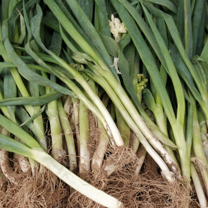 Pór zimní Titus - Allium porrum - semena póru - 200 ks