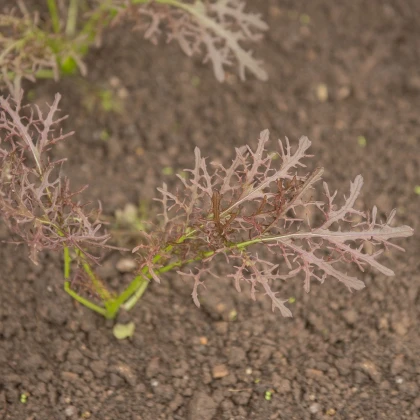 Hořčice Moutarde Rouge Metis - Brassica juncea - semena hořčice - 100 ks