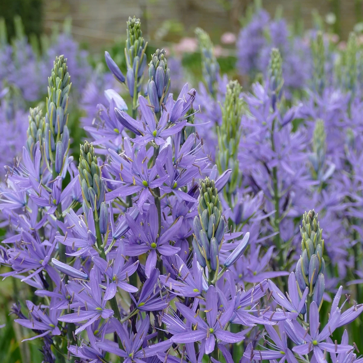 Ladoník modrý - Camassia - cibule ladoníku - 2 ks