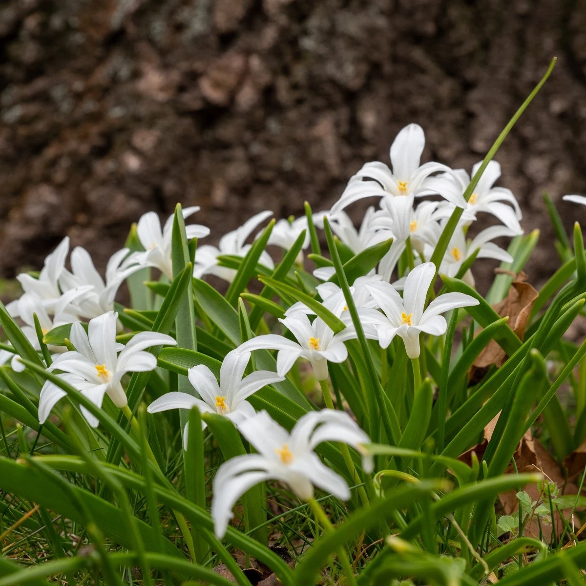 Ladonička zářící bílá - Chionodoxa luciliae alba - cibule ladoničky - 5 ks