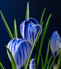 Krokus Sky Blue - Crocus vernus - hlízy krokusu - 3 ks
