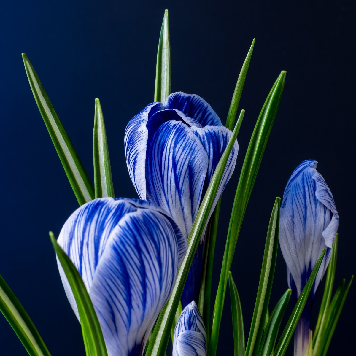 Krokus Sky Blue - Crocus vernus - hlízy krokusu - 3 ks