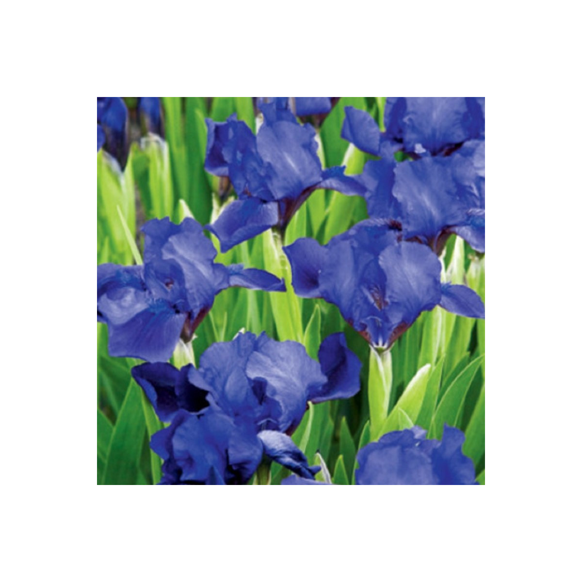 Kosatec Little Sapphire - Iris pumila - hlízy kosatce - 1 ks