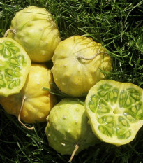Kiwano Jelly Rund - Cucumis metuliferus - semena kiwana - 8 ks