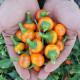 Chilli pomarańczowe Korál - Capsicum annuum - nasiona chilli - 15 szt.