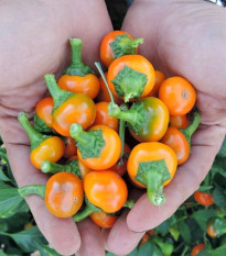 Chilli pomarańczowe Korál - Capsicum annuum - nasiona chilli - 15 szt.
