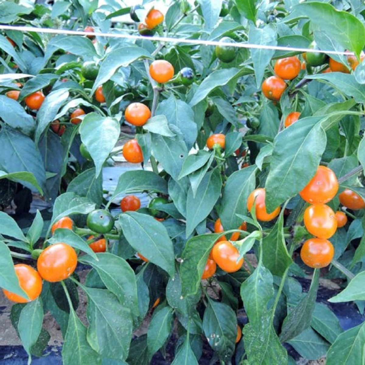 Chilli pomarańczowe Korál - Capsicum annuum - nasiona chilli - 15 szt.