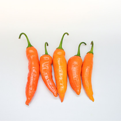 Chilli Aji Amarillo - Capsicum annuum - semena chilli - 7 ks