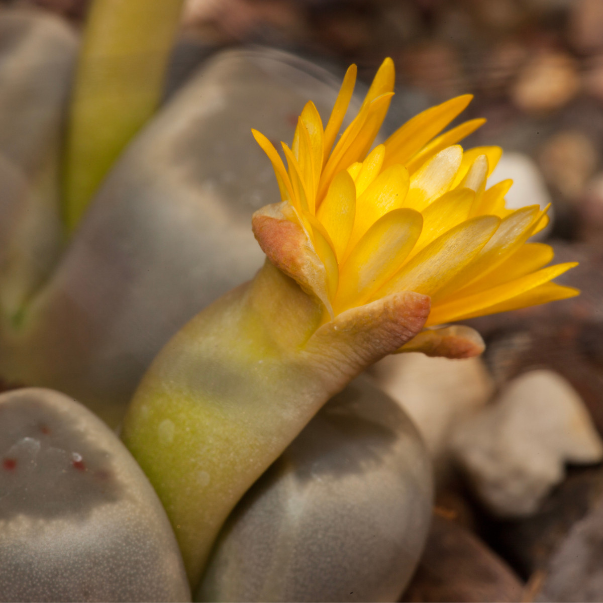 Lithops dinteri Dintergreen - semena lithopsu - 10 ks