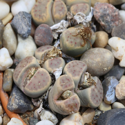 Lithops dinteri Dintergreen - semena lithopsu - 10 ks