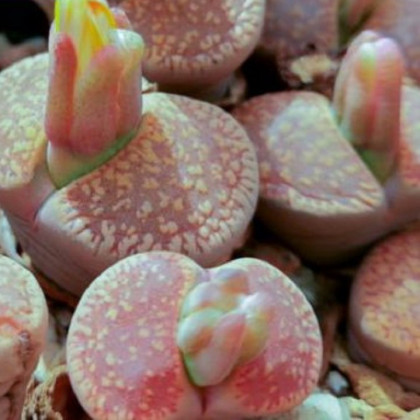 Lithops aucampiae Rudesheim Shiraz - semena lithopsu - 15 ks