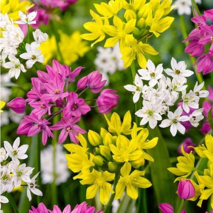 Česnek drobnokvětý směs barev - Allium - cibule okrasného česneku - 5 ks