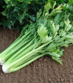 Celer řapíkatý Malachit - Apium graveolens - semena celeru - 0,7 g
