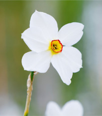 Narcis Actaea - Narcissus poeticus - cibule narcisu - 3 ks