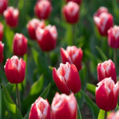 Tulipan Koszyk – Tulipa – tulipany – cebule – uprawa