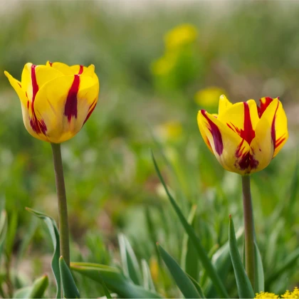 Tulipan Washington – Tulipa – tulipany – cebule – uprawa