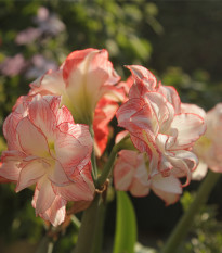 Hvězdník Aphrodite - Hippeastrum - cibule hvězdníku - 1 ks