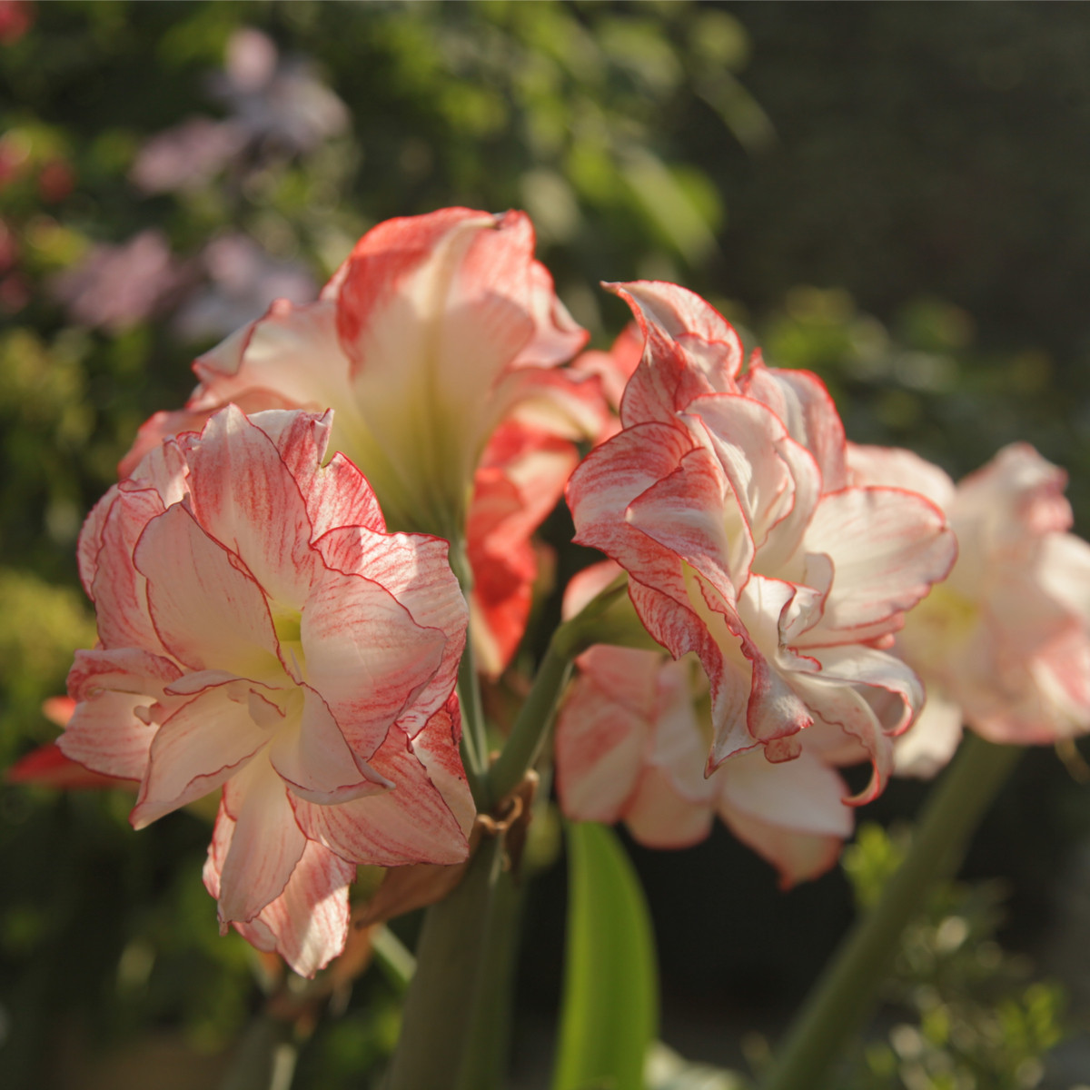 Hvězdník Aphrodite - Hippeastrum - cibule hvězdníku - 1 ks