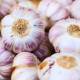 Sadbový Česnek Germidour - Allium sativum - nepaličák - cibule česneku - 1 balení