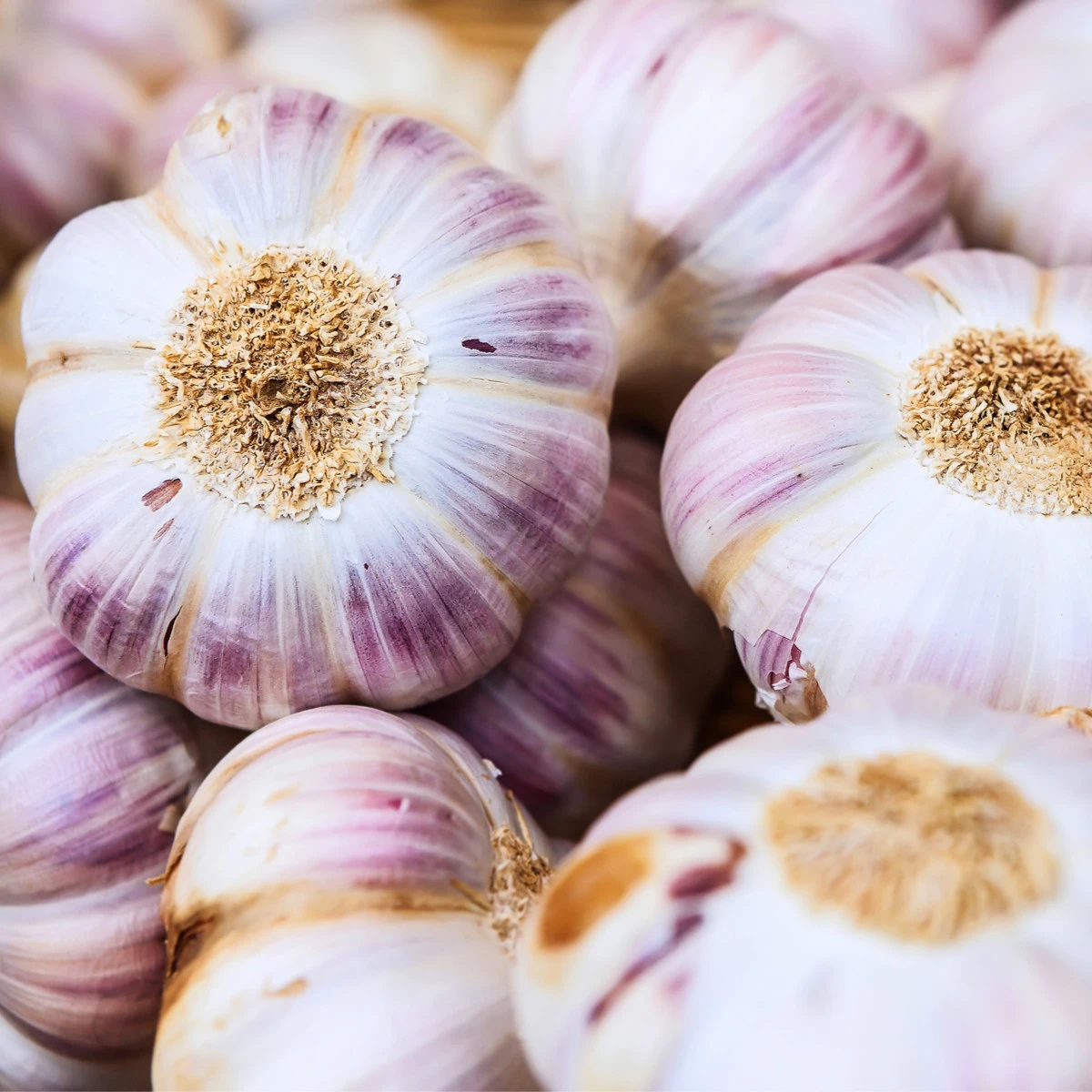 Sadbový Česnek Germidour - Allium sativum - nepaličák - cibule česneku - 1 balení