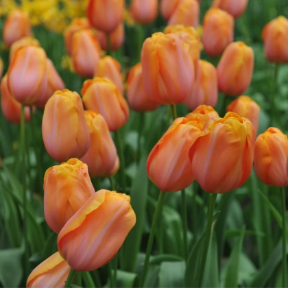Tulipán Dordogne - Tulipa - cibule tulipánu - 3 ks