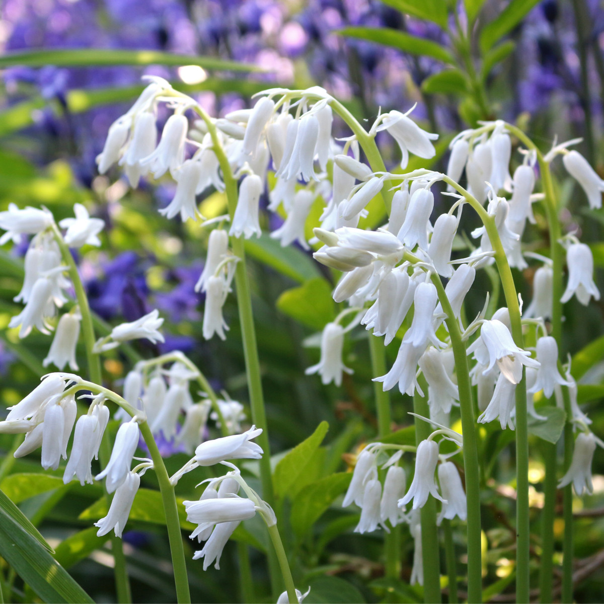 Hyacintovec španělský bílý - Hyacinthoides hispanica - cibule hyacintovce - 5 ks