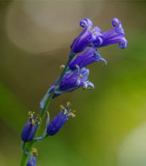 Hyacintovec britský non-scripta - Hyacinthoides hispanica - cibule hyacintovce - 5 ks