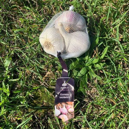 Sadbový česnek Rusinka - Allium sativum - paličák - cibule česneku - 1 balení
