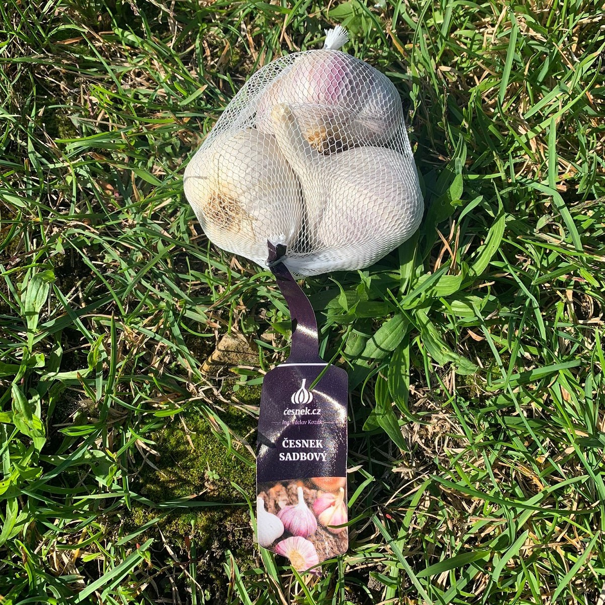 Sadbový česnek Rusinka - Allium sativum - paličák - cibule česneku - 1 balení