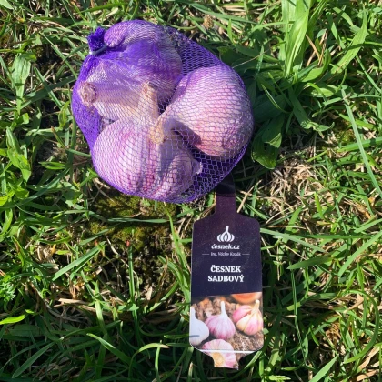 Czosnek sadzeniak Slavin II - Allium sativum - twarda szyjka - 1 opakowanie
