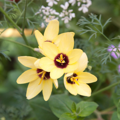 Duhovice Żółty Cesarz – Ixias – bulwy – uprawa