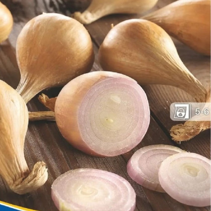 Cibule šalotka zimní Griselle - Allium cepa var. ascalonicum - cibulky - 4 ks