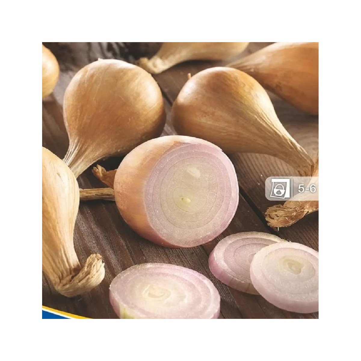 Cibule šalotka zimní Griselle - Allium cepa var. ascalonicum - cibulky - 4 ks