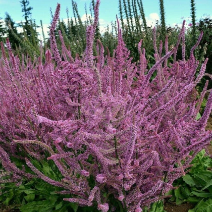 Limonka širokolistá Suworova -  Limonium suworowii - semena limonky - 600 ks