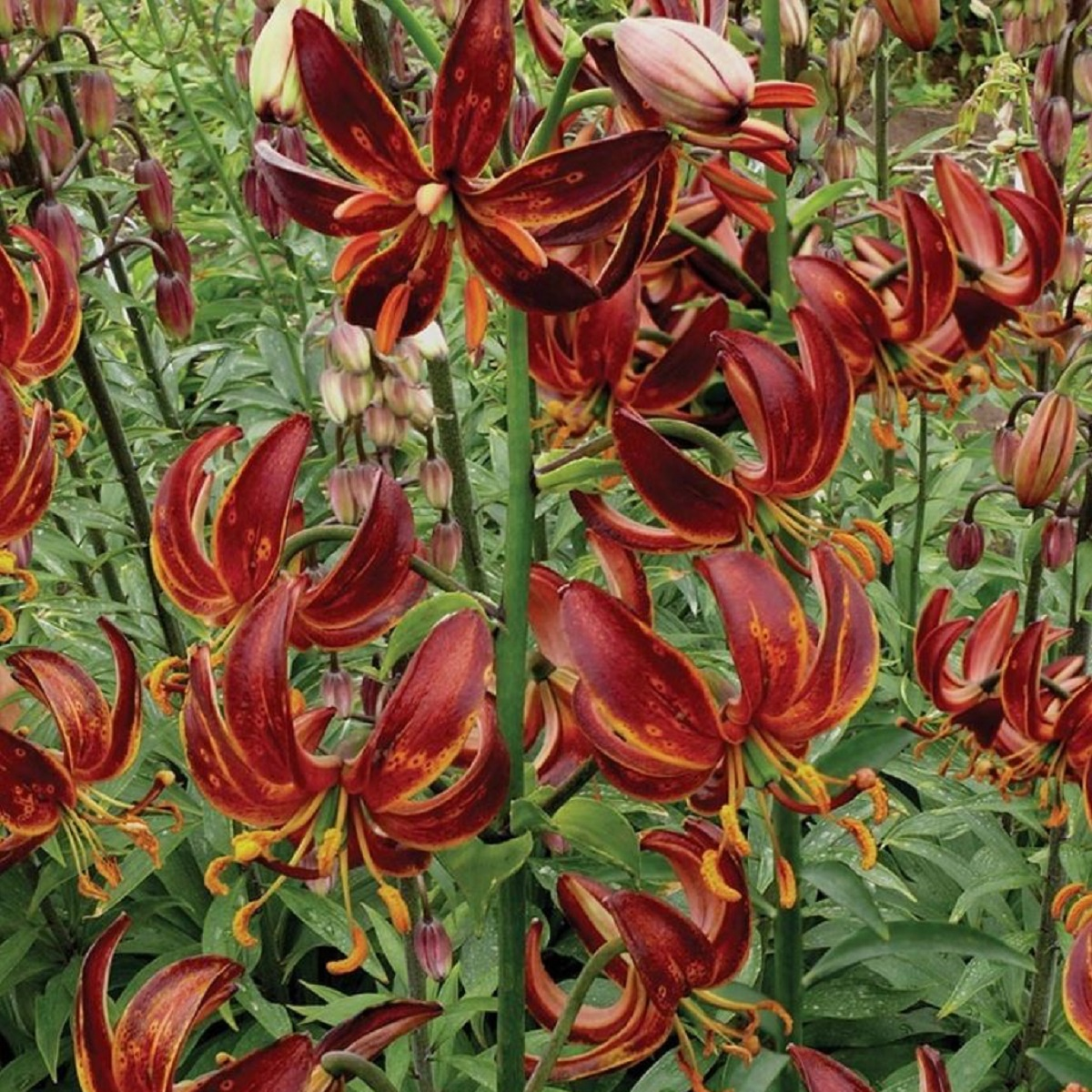 Lilie Martagon Arabian Knight - Lilium - cibule lilie - 1 ks