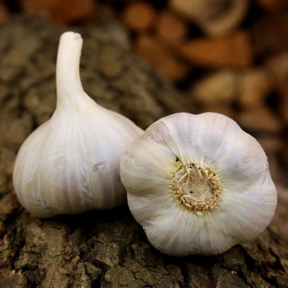 Sadbový česnek Bjetin - Allium sativum - ozimý paličák - cibule česneku - 1 balení