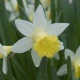 Narcis Topolino - Narcissus - cibule narcisu - 3 ks
