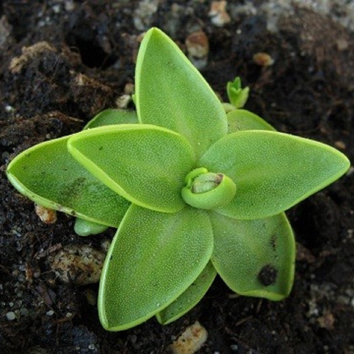 Tučnice obecná - Pinguicula vulgaris - semena tučnice - 10 ks