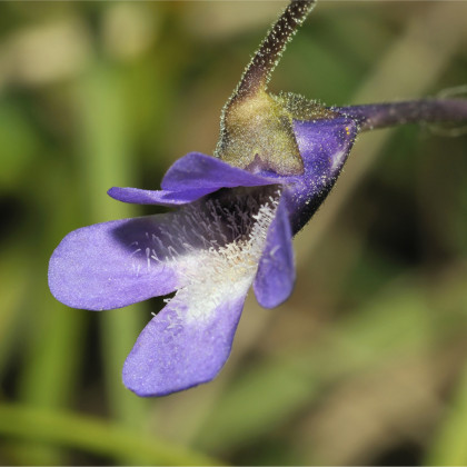 Tučnice obecná - Pinguicula vulgaris - semena tučnice - 10 ks