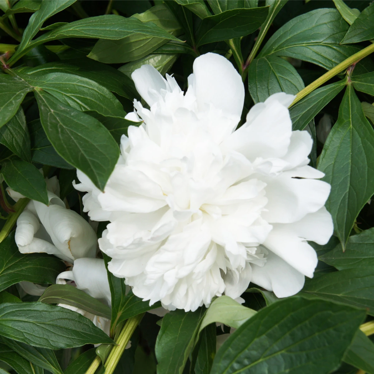 Pivoňka Gardenia - Paeonia lactiflora - hlízy pivoňky - 1 ks