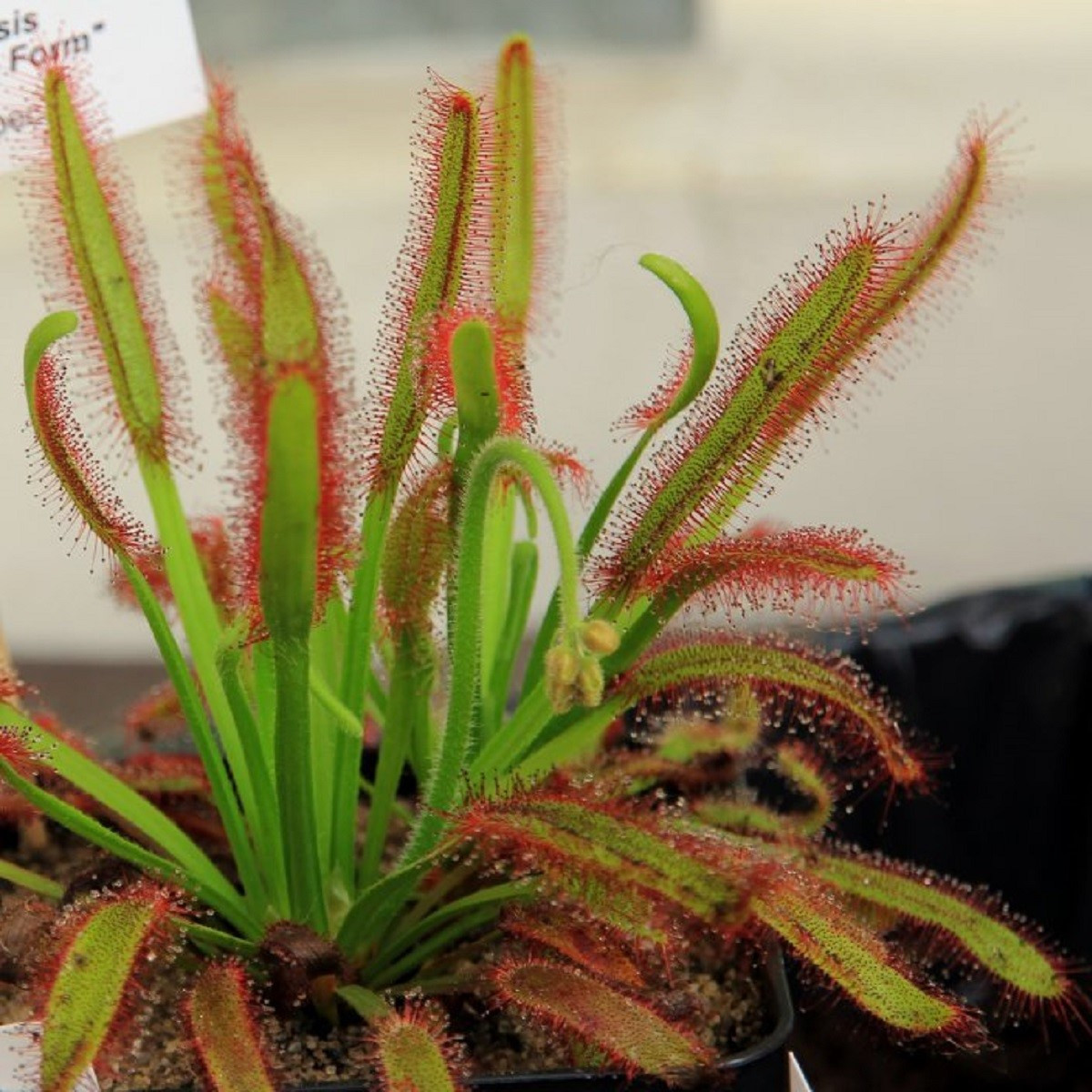 Rosnatka kapská Compact Rosette - Drosera capensis - semena rosnatky - 15 ks