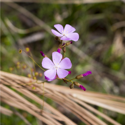 Rosnatka Minor - Drosera capensis - semena rosnatky - 10 ks
