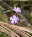 Rosnatka Minor - Drosera capensis - semena rosnatky - 10 ks