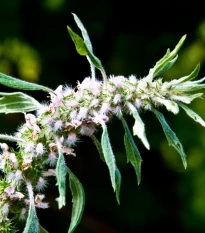 Srdečník obecný - Leonurus cardiaca - semena srdečníku - 20 ks