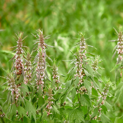 Serdecznik pospolity – nasiona roślin leczniczych