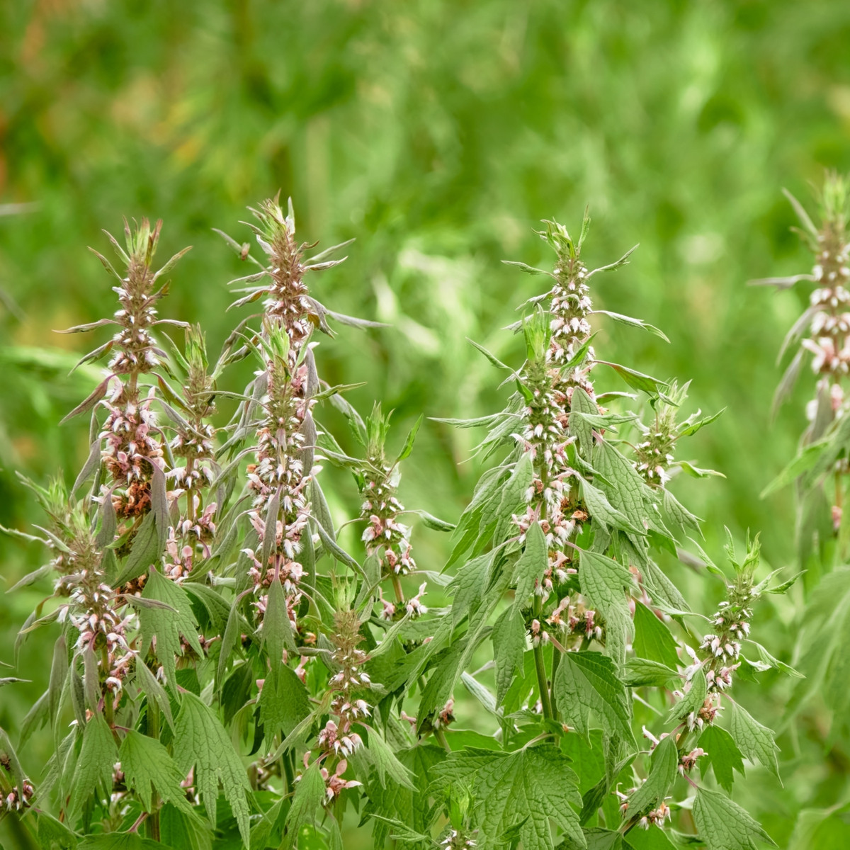 Serdecznik pospolity – nasiona roślin leczniczych